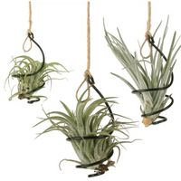 Air Pineapple Hook Hanging Flo - Commercial Kitchen In Home review and price